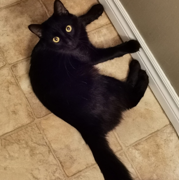 Meet your Posher, Tina - Picture 1 of 1